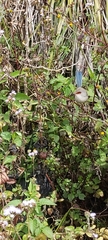 Malurus lamberti