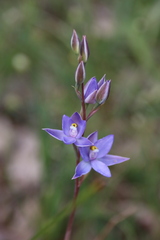 Thelymitra megcalyptra