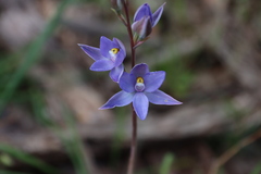Thelymitra megcalyptra