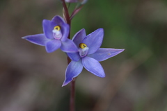 Thelymitra megcalyptra