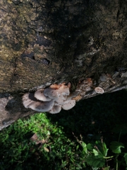 Crepidotus applanatus