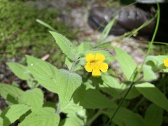 Erythranthe moschata