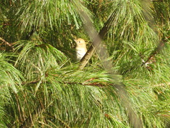 Catharus occidentalis