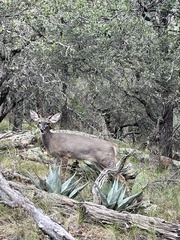 Odocoileus