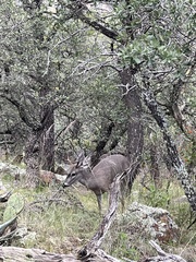 Odocoileus