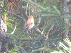 Catharus occidentalis