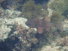 Ostorhinchus norfolcensis