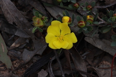 Hibbertia obtusifolia