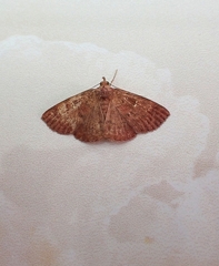 Sarobides inconclusa