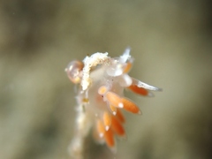 Coryphellina albomarginata