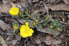 Hibbertia obtusifolia