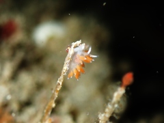 Coryphellina albomarginata