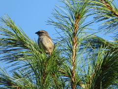 Oriturus superciliosus