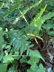 Dryopteris arguta