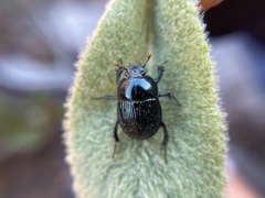 Geotrupes balyi