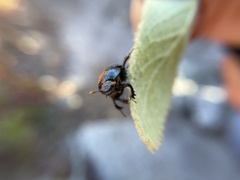 Geotrupes balyi