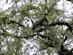 Ursus americanus eremicus