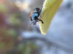 Geotrupes balyi