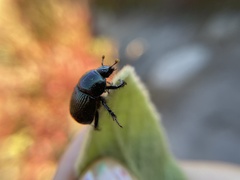 Geotrupes balyi