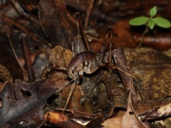 Diestrammena iriomotensis