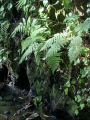 Athyrium filix-femina