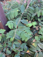 Cotoneaster pannosus