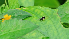 Trigonidium cicindeloides