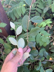 Cotoneaster pannosus