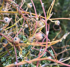 Cassytha pubescens