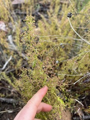 Dysphania graveolens