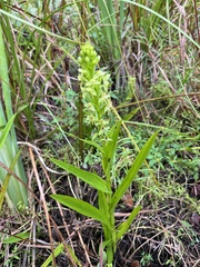 Habenaria repens