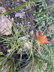 Castilleja integra