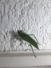 Stilpnochlora azteca