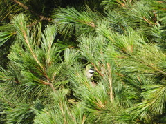 Poecile sclateri