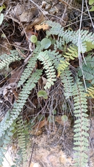 Myriopteris myriophylla