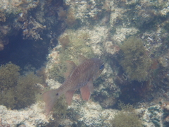 Ostorhinchus norfolcensis