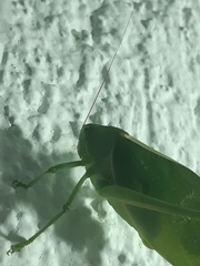 Stilpnochlora azteca