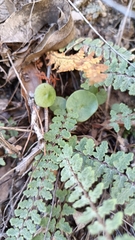 Myriopteris myriophylla