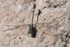 Erpetogomphus lampropeltis