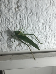 Stilpnochlora azteca