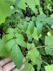 Juglans hindsii