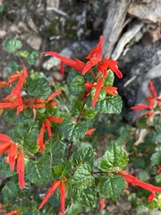 Salvia regla