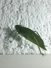 Stilpnochlora azteca