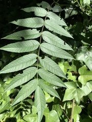 Juglans hindsii