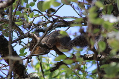 Sciurus oculatus
