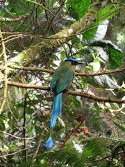 Momotus aequatorialis