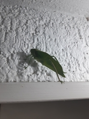 Stilpnochlora azteca