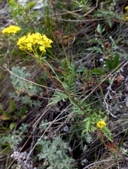 Patrinia rupestris