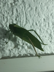 Stilpnochlora azteca