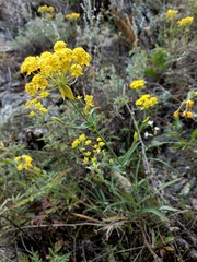 Bupleurum multinerve